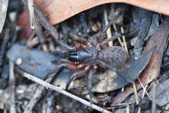 Anamidae