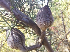 Hakea purpurea