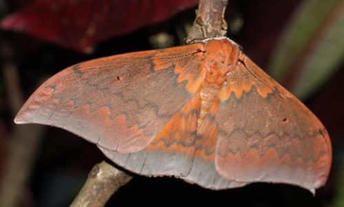 Cat's-paw Emperor