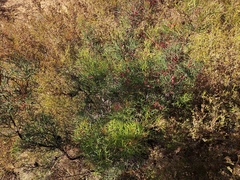 Hakea purpurea