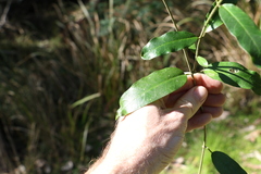 Leichhardtia flavescens