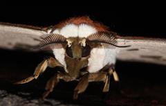 Pseudobunaea tyrrhena