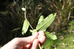 Leichhardtia flavescens
