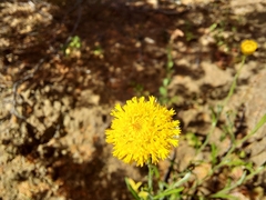 Rutidosis murchisonii