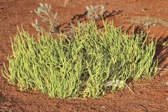 Dysphania rhadinostachya