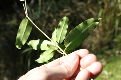 Image of Leichhardtia flavescens by (c) Greg Tasney, some rights reserved (CC BY-SA)