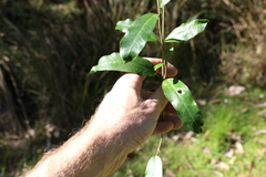 Leichhardtia flavescens