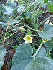 Ecballium elaterium