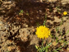 Rutidosis murchisonii