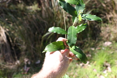Leichhardtia flavescens