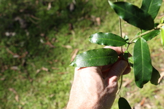 Leichhardtia flavescens