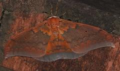 Pseudobunaea tyrrhena