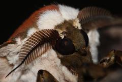 Pseudobunaea tyrrhena