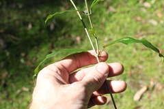 Leichhardtia flavescens