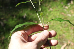 Leichhardtia flavescens
