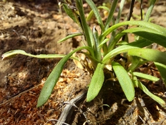 Rutidosis murchisonii