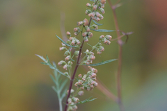 Artemisia gmelinii