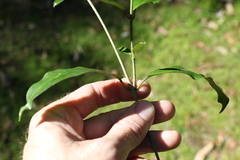 Leichhardtia flavescens