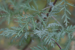 Artemisia gmelinii