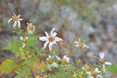 Chrysanthemum sinuatum