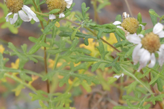 Chrysanthemum sinuatum