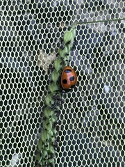 Coccinella septempunctata