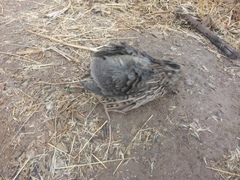 Coturnix japonica