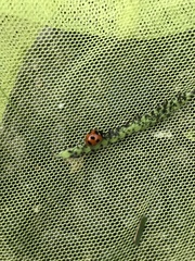 Coccinella septempunctata