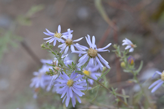 Aster altaicus