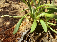 Rutidosis murchisonii