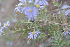 Aster altaicus