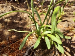 Rutidosis murchisonii