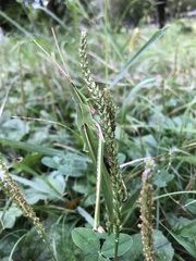 Acrida cinerea