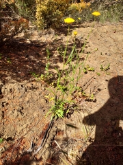 Rutidosis murchisonii