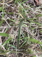 Acrida cinerea
