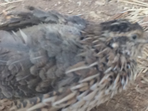 Coturnix japonica