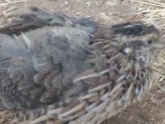 Coturnix japonica