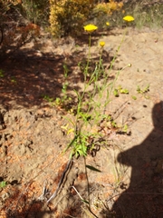 Rutidosis murchisonii