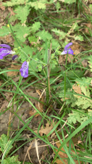 Salvia forskaehlei