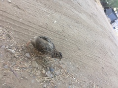 Coturnix japonica