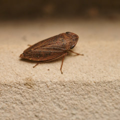 Aphrodini