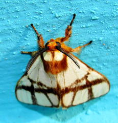 Anaphe panda