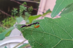 Odontomantis planiceps