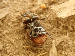 Rhodaphodius foetens