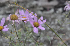 Chrysanthemum sinuatum
