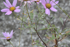Chrysanthemum sinuatum