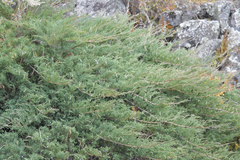 Juniperus sabina