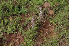 Ajuga ophrydis