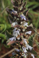 Ajuga ophrydis