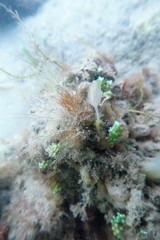 Sycozoa pulchra